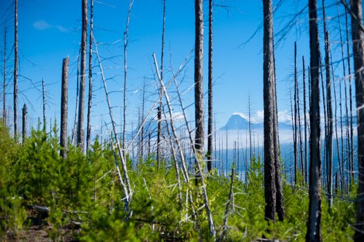 Trees at ''Yellowstone National Park'' is located in the U.S. states of Wyoming, Montana, and Idaho. This park is the first national park established in America.