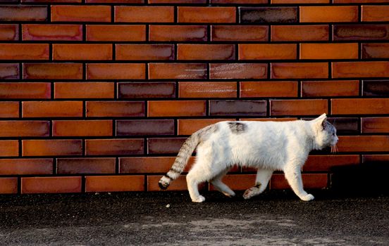 White Cat walking on the street is taken around Tokyo, Japan. It was pictured in the summer season.