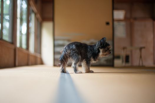 Dog is looking at something in Japanese room around Tokyo. Japanese people use ''Bamboo mat'' Tatami as the carpet for the floor.