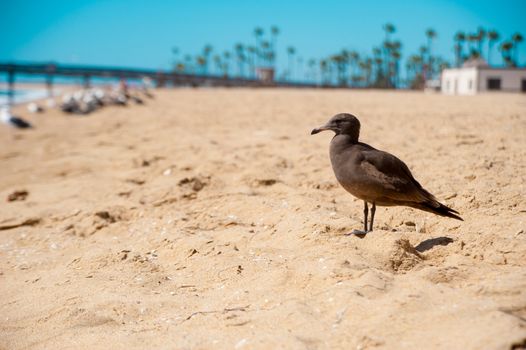 Seagull looking at the ocean around Long Beach, California. California is known with a good wether.