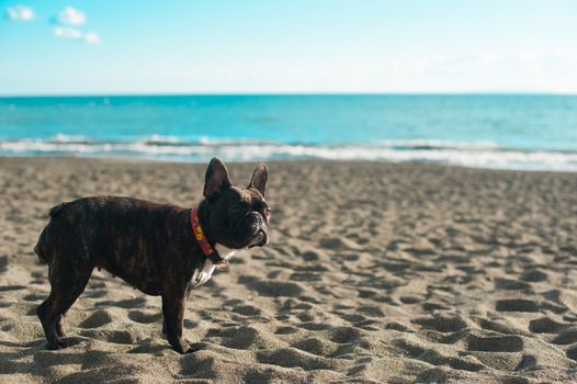 Bulldog on the Beach around Shonan in Japan. Shonan is an area located in a little south of Tokyo. 