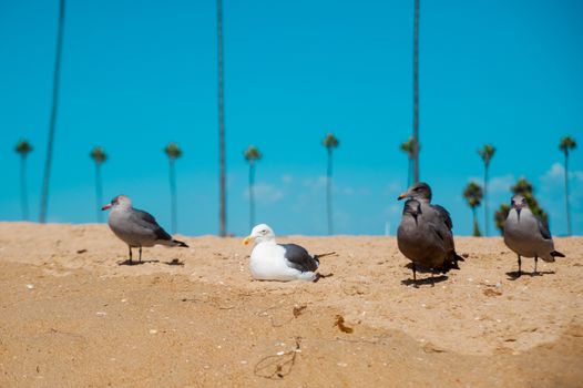 Seagulls looking at the ocean around Long Beach, California. California is known with a good wether.