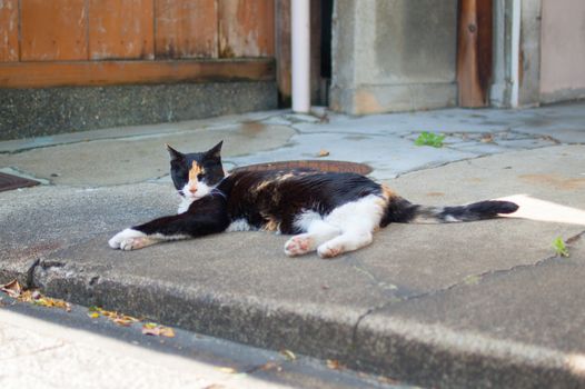 Cat taking a nap on the street of Kyoto, Japan. Kyoto is themed with the Japanese traditional atmosphere from long time ago.