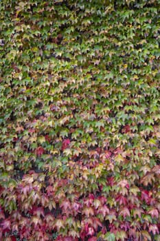 The colors of the ivy foliage in autumn