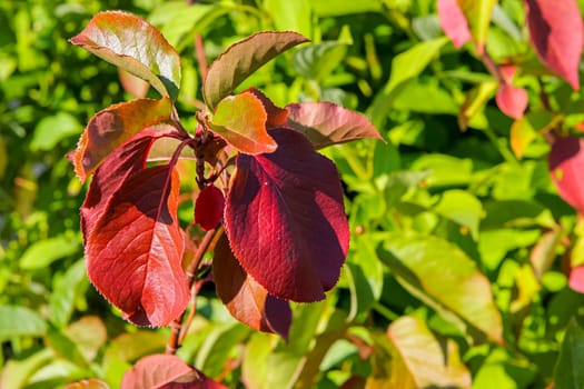 Bright red and green leaves on the branches.