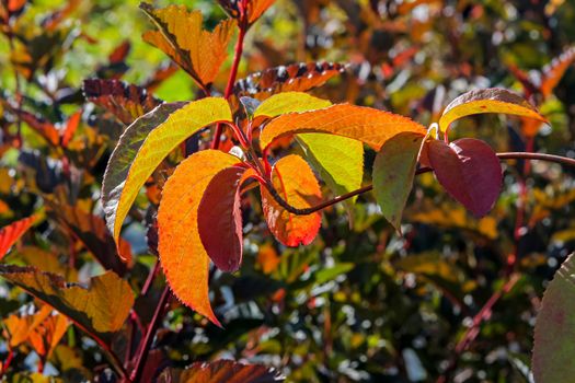 Colourful leaves on the branches in autumn.