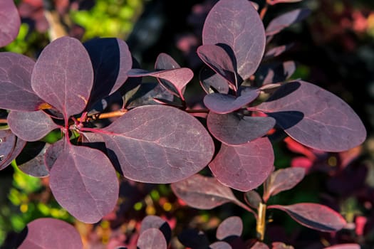 Decorative plant with dark red leaves on the branches.