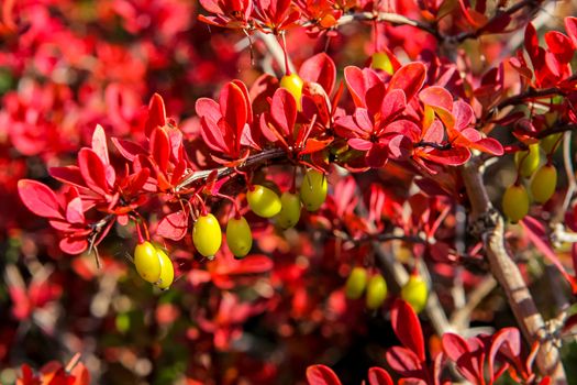 Yellov berries on the bush with red leaves.