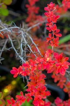 Branch with red leaves and thorns in autumn.