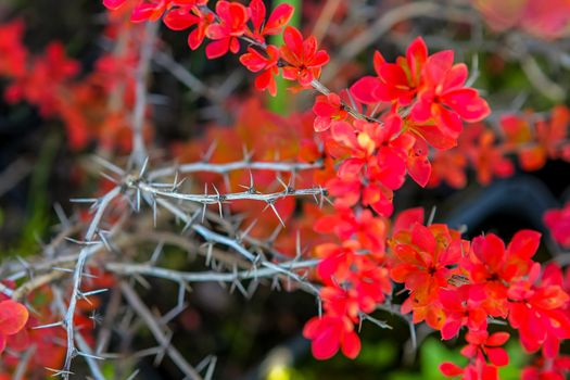 Branch with red leaves and thorns in autumn.