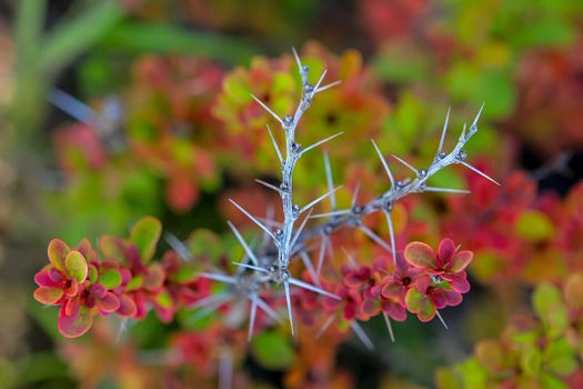 Branch with red leaves and thorns in autumn.