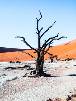 Dead camel thorn trees in Deadvlei dry pan with cracked soil in the middle of Namib Desert red dunes, near Sossusvlei, Namib-Naukluft National Park, Namibia, Africa