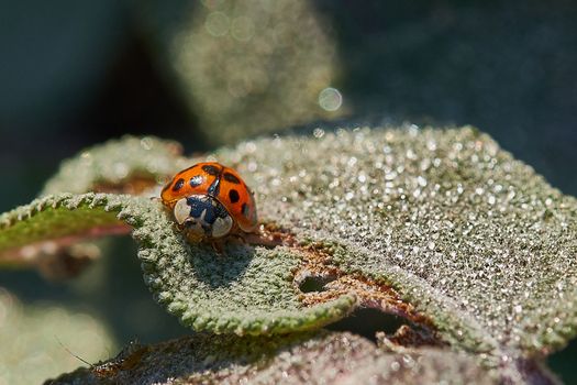 Macro of two little ladybirds resting on a leaf