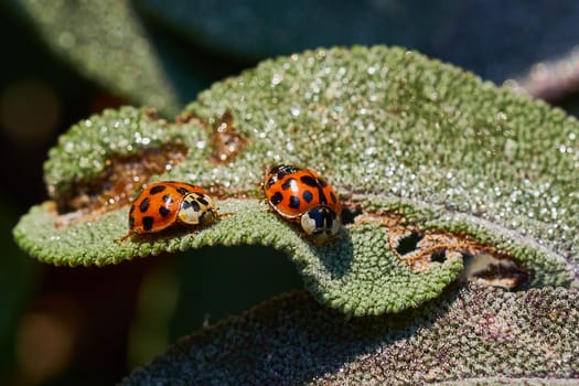 Macro of two little ladybirds resting on a leaf