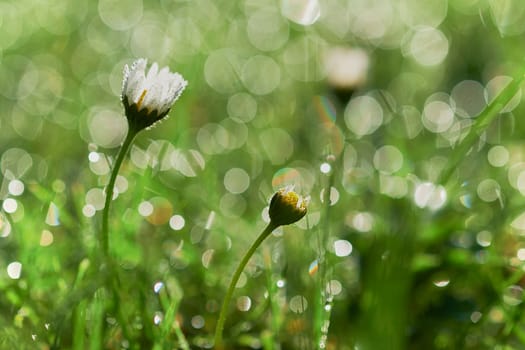 Small daisy flowers with water droplets bokeh