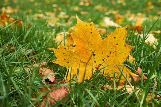 Two dry leaves on the ground in autumn in UK