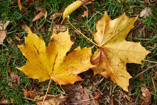 Two dry leaves on the ground in autumn in UK