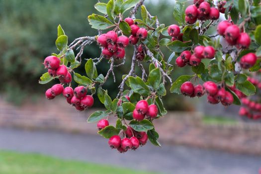 Possumhaw (Ilex decidua and cvs.) fruiting in East Grinstead