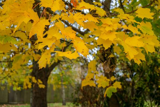 Autumnal colours  of a Maple tree in East Grinstead