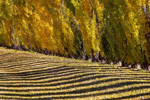 Autumn Lines Yellow poplar trees Canada scenic view