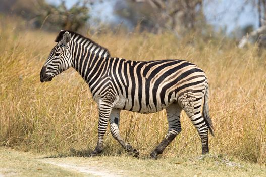 Damara zebra (Equus burchelli antiquorum) in Botswana