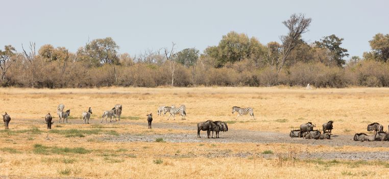 Large group of different animals close to a waterhole, Botswana