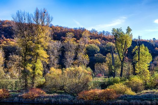 The old spruce forest in falls morning