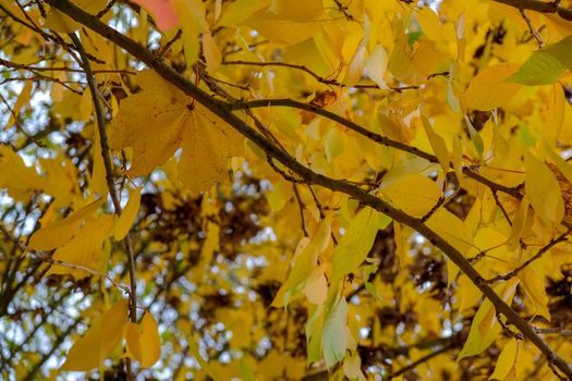 Autumnal colours  of a Maple tree in East Grinstead