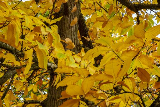 Autumnal colours  of a Maple tree in East Grinstead