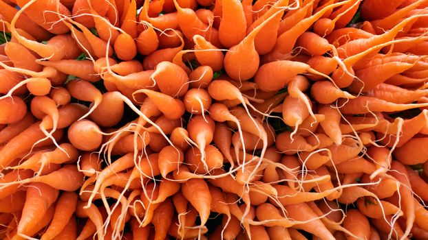 Bunch of fresh organic carrots in a market