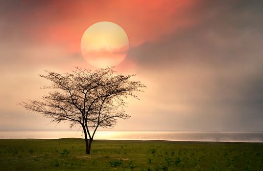 Alone tree in grass field during sunrise over lake . Beautiful natural  landscape