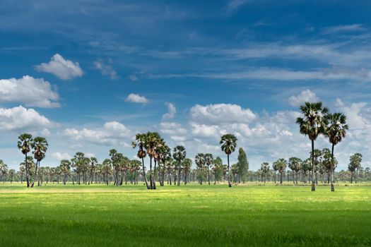 landscape of paddy field and sugar palm tree with blue sky background