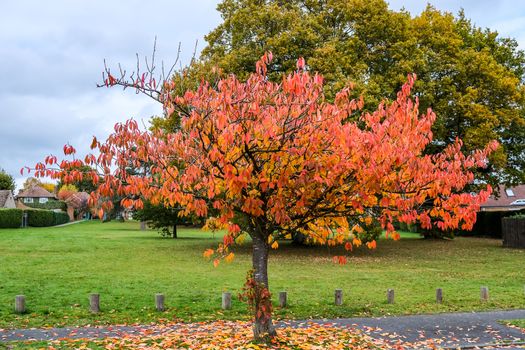 Bird Cherry (Prunus padus) tree in autumn in East Grinstead