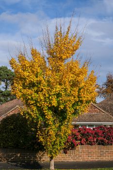 Autumnal colours  of a Maple tree in East Grinstead