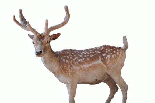 wildlife christmas animal portrait a cute dotted deer with antlers isolated on white background