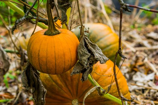 healthy halloween vegetable hanging on the plant with 2 pumpkins in the background organic gardening