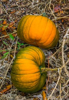 two large orange with a little green halloween pumpkins cultivated in an organic garden