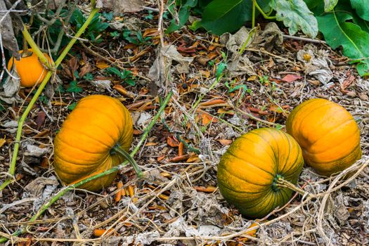 some orange halloween pumpkins growing on the plant in a organic garden