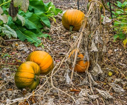 some ripe fresh orange halloween pumpkins laying on the ground in a organic garden