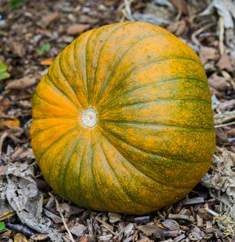 big orange with green organic pumpkin laying in some wood chips in the garden halloween decoration vegetable