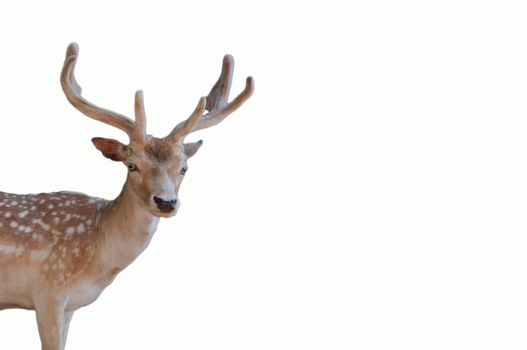 Wildlife christmas animal portrait of a deer head with antlers isolated on a white background