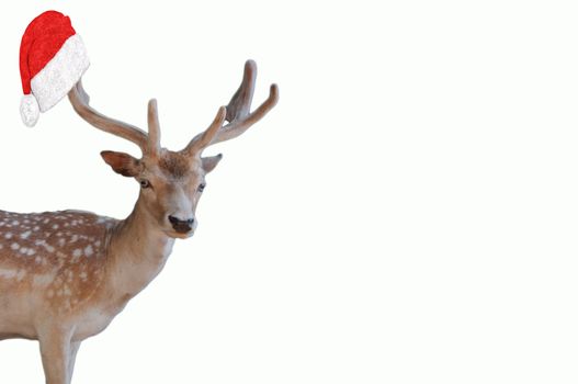 merry christmas a cute deer with big antlers with a santa claus hat hanging on them isolated on a white background