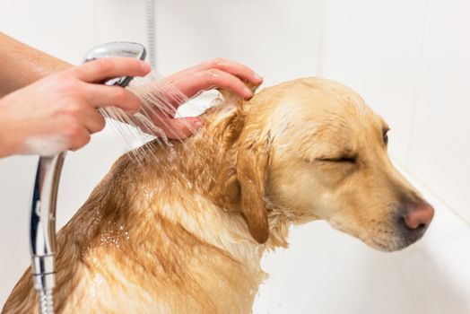 Labrador retriever taking a bath.