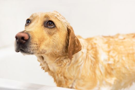 Golden retriever afraid of taking a bath. Sad expression.