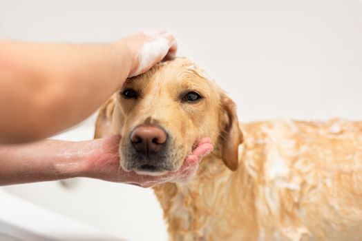 Labrador retriever taking a bath.