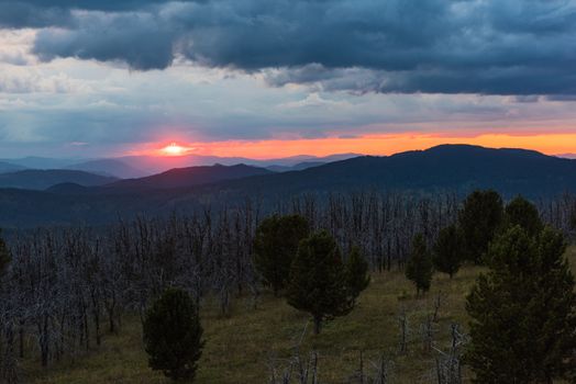 Landscape with dead forest on the mountain pass, height over 2000 meters, in the mountains in Altay