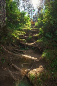 Woman with her son in forest , beauty summer landcape