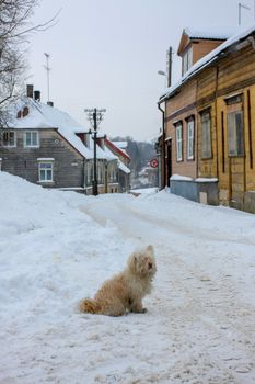 Winter in town. Cesis, Latvia.