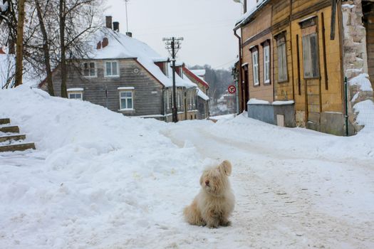 Winter in town. Cesis, Latvia.