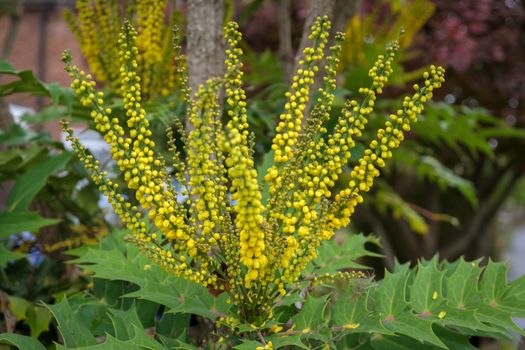 Mahonia x media Charity  flowering in autumn in East Grinstead